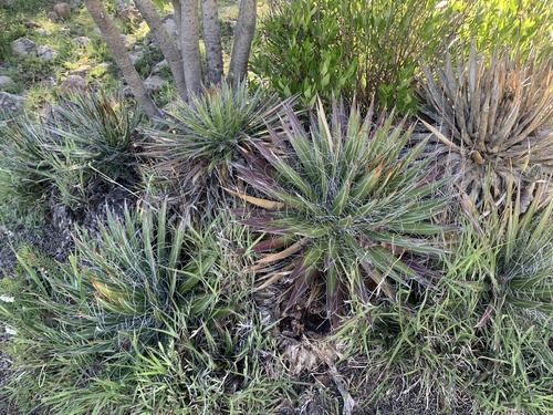 Agave filifera
