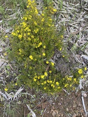 Hibbertia exutiacies