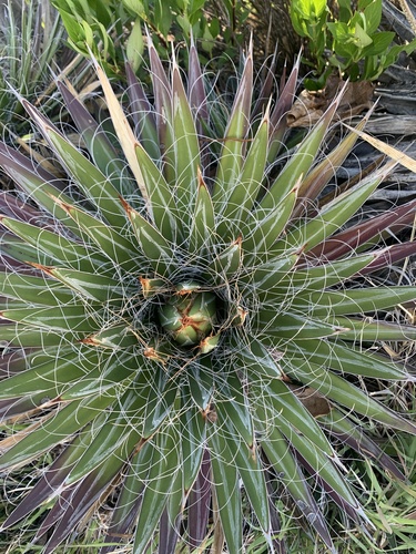 Agave filifera