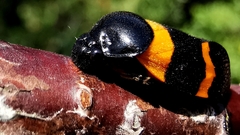 Cosmoscarta abdominalis