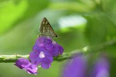 Taractrocera maevius