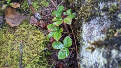 Rubus hispidus