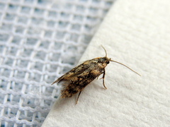 Hemiarcha