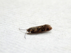 Hemiarcha
