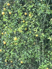 Citrus trifoliata