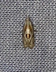 Aethes angustana