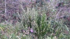 Baccharis trimera