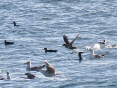 Puffinus mauretanicus