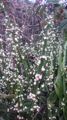 Baccharis trimera