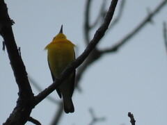 Protonotaria citrea