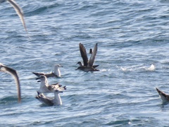 Puffinus mauretanicus