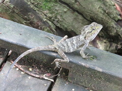 Lophosaurus spinipes