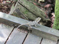 Lophosaurus spinipes