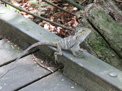 Lophosaurus spinipes