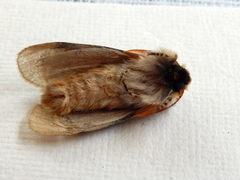 Iropoca rotundata