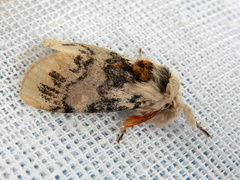 Iropoca rotundata
