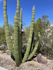 Stenocereus thurberi