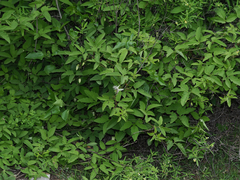 Passiflora bryonioides