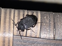 Penthe pimelia