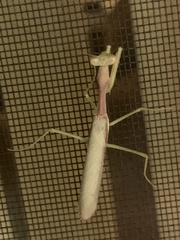 Stagmomantis