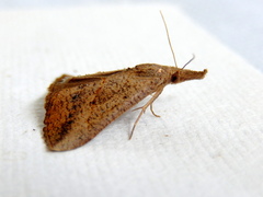Hypena obacerralis