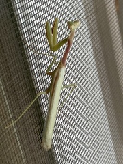Stagmomantis