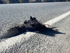 Porphyrio melanotus melanotus