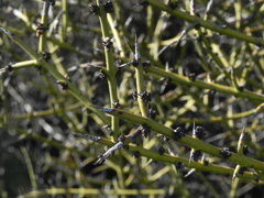 Adolphia californica