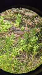 Egernia kingii