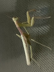 Stagmomantis