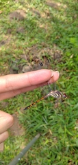 Potamarcha congener