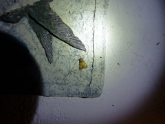 Papaipema cataphracta