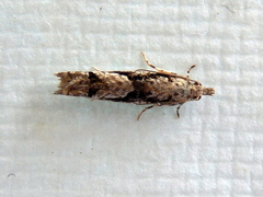 Holocola thalassinana