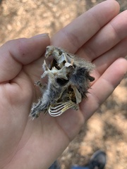 Microtus californicus