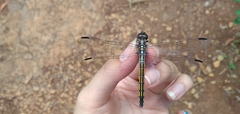 Potamarcha congener