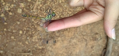 Potamarcha congener