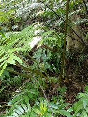Angiopteris lygodiifolia