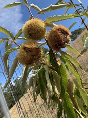 Castanea dentata