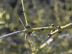 Adolphia californica