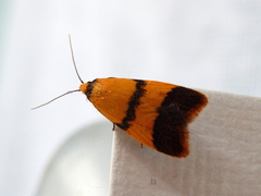 Heteroteucha translatella