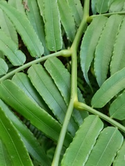 Angiopteris lygodiifolia