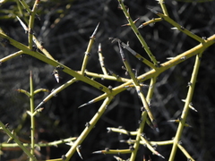 Adolphia californica