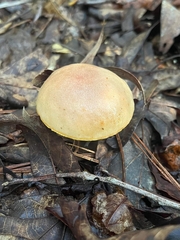 Aureoboletus auriporus