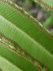 Angiopteris lygodiifolia