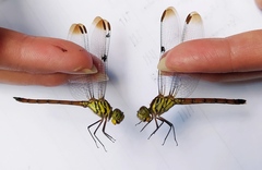 Lathrecista asiatica