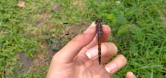 Potamarcha congener