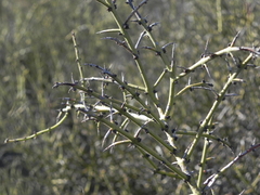 Adolphia californica