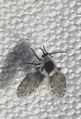 Lepiseodina conspicua