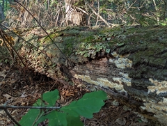 Radulomyces copelandii