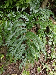 Angiopteris lygodiifolia